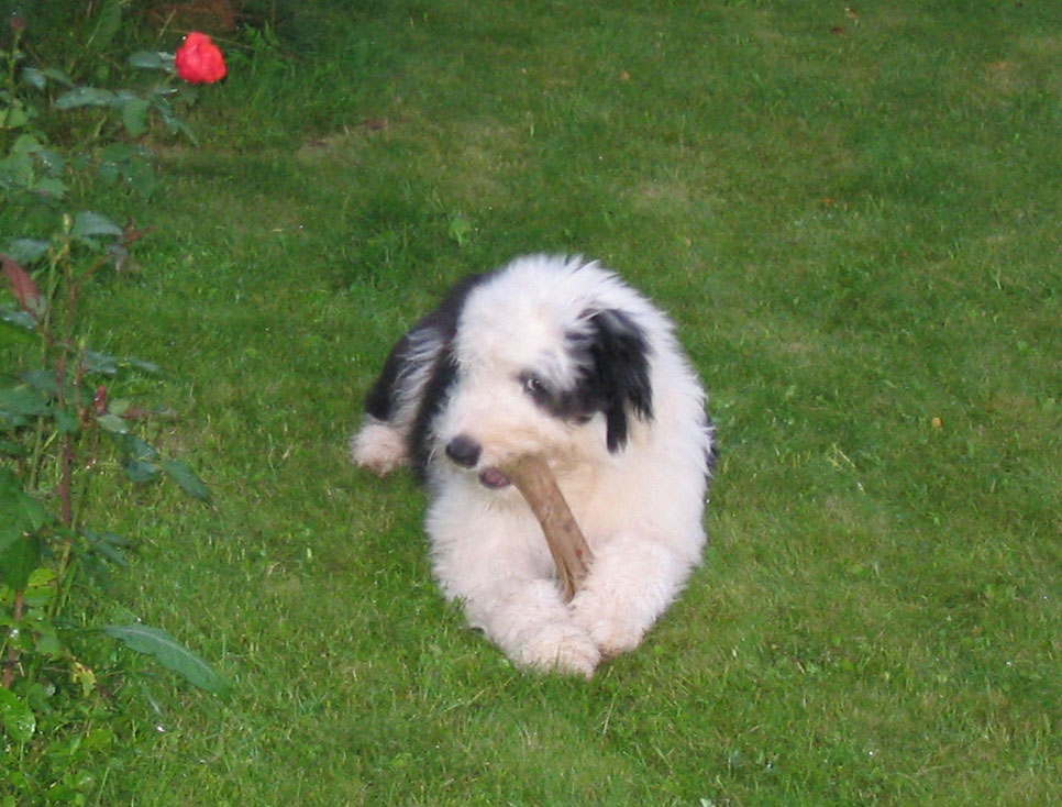 foto0061.jpg - 451278 Bytes