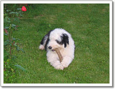 foto0061m.jpg - 58276 Bytes
