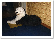 mem0008m.jpg - 41104 Bytes