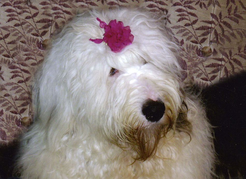 vot0017.jpg - 312341 Bytes