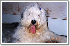 vot0027m.jpg - 41016 Bytes